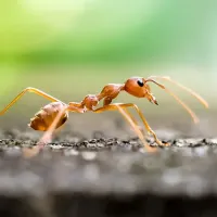 fire ant sitting outside