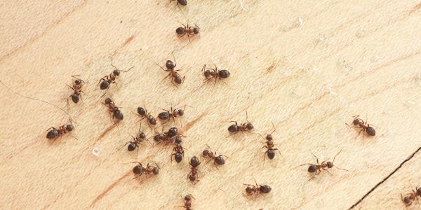 Ants on Kitchen Floor