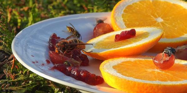 Wasps on a Plate with Orange Slices and Jam