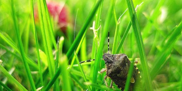 Stink Bug in Grass