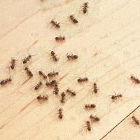 Ants on Kitchen Floor