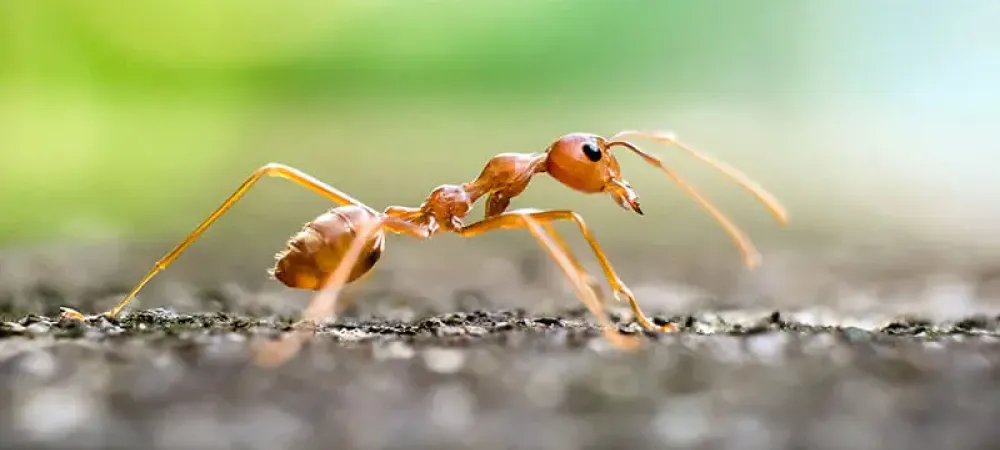 fire ant sitting outside