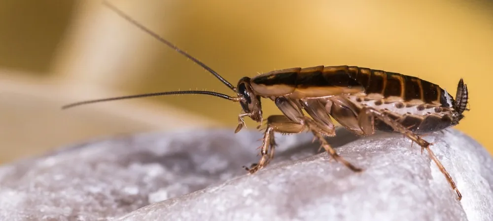 german cockroach